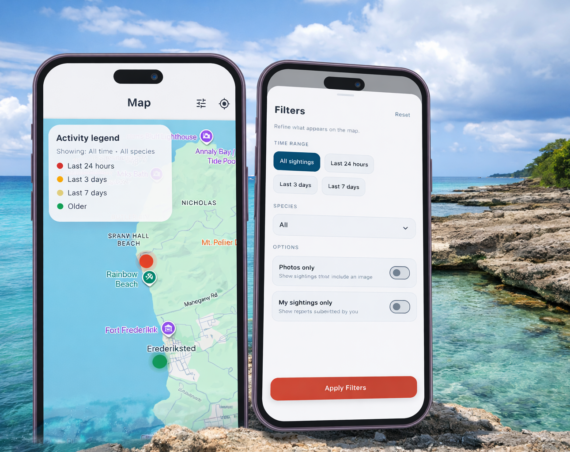 Two smartphones displaying the Coast Clear app with a shark sightings map and filter options over a tropical St. Croix coastline.